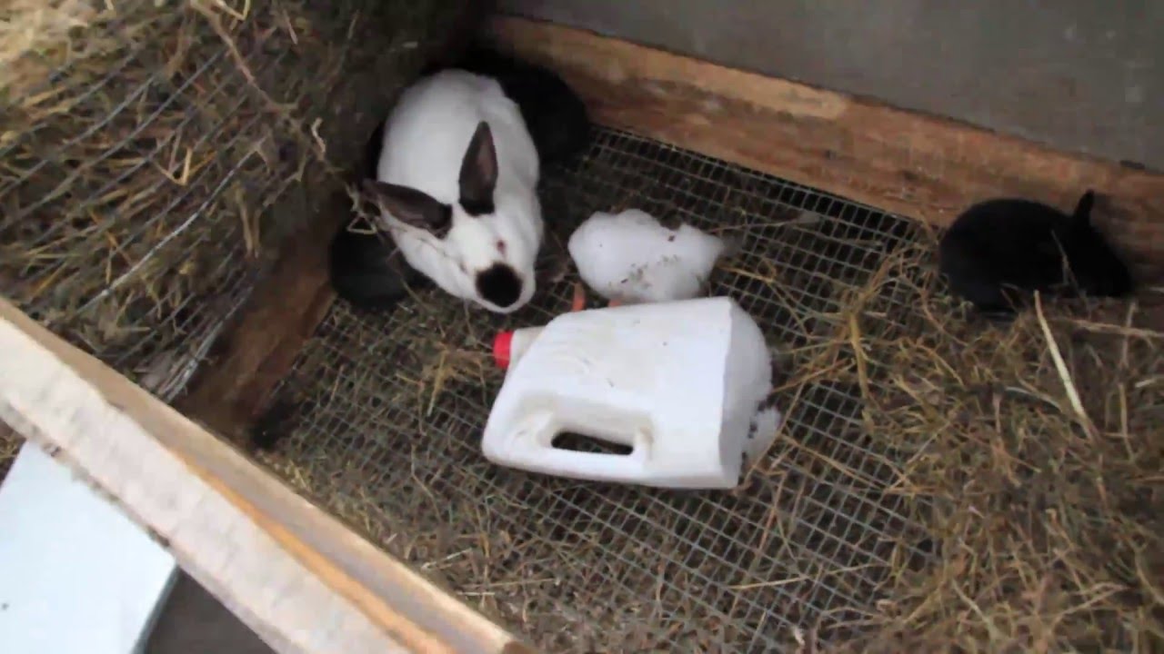 Разведение кроликов на дачном участке